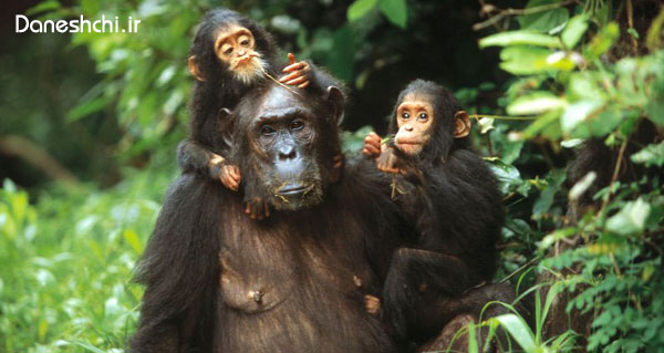 chimpanzee-01.jpg