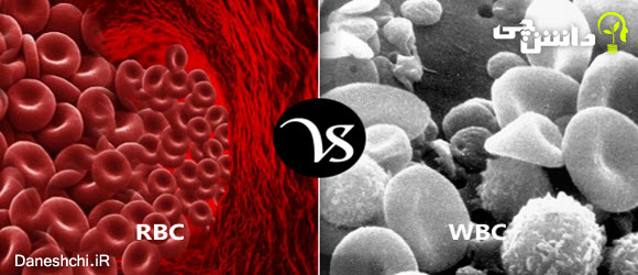 سلول‌های سفید خون و سلول‌های قرمز خون - دو اصطلاح WBC و RBC 